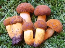 Millest r&auml;&auml;givad seened?