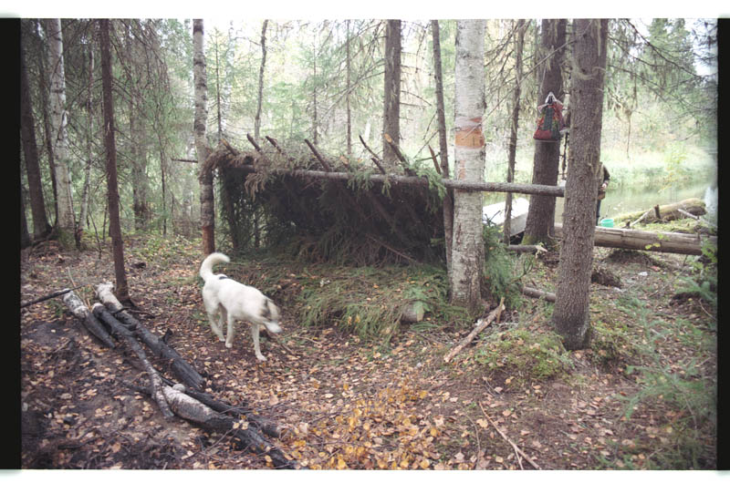Komi laika Tšip (Kiip – koera seljal on must laik, seega on ta loomulikul viisil kiibistatud) jalutab küttide varjualuse ümber Kuk-ju ääres. Foto: Art Leete 2003