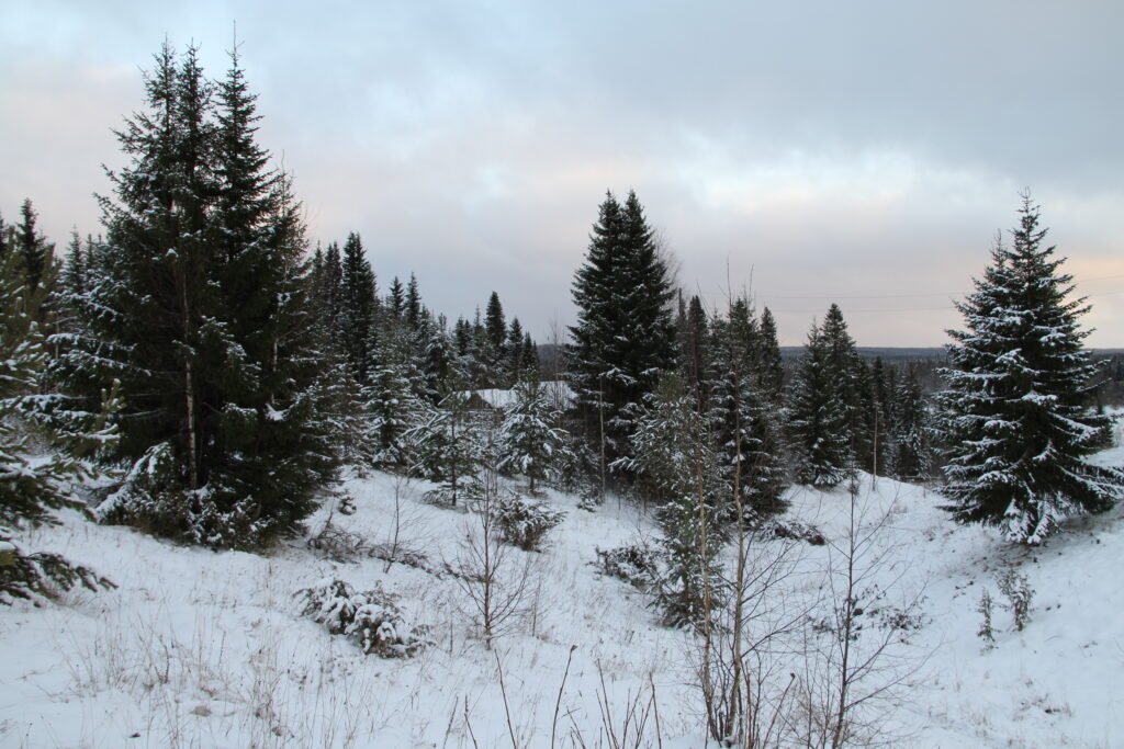 Metsaveer Parma (Metsa) külas. Foto: Art Leete 2009