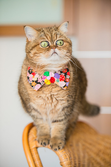 Hoidke oma kasse kodus ja linnud jäävad ellu.