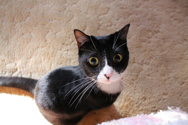 Kas tapjakassid võidavad?