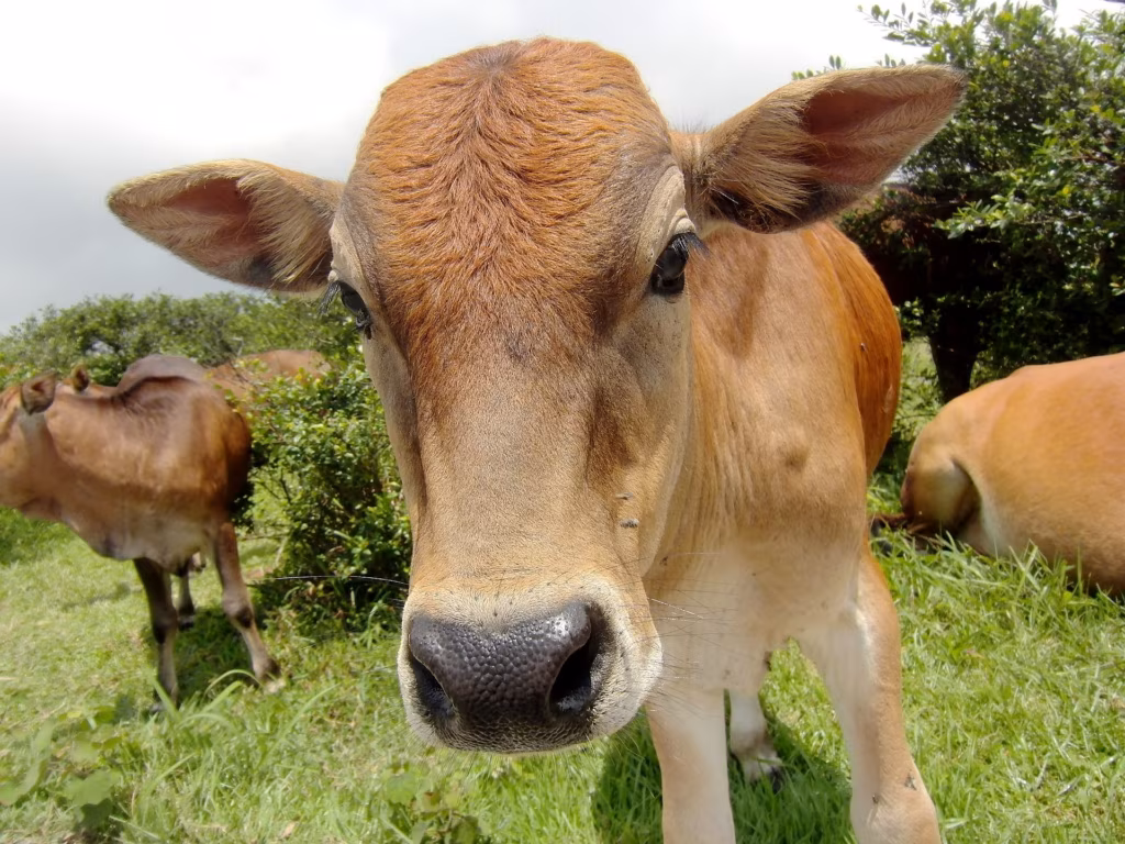 Toitumine: loomselt taimsele