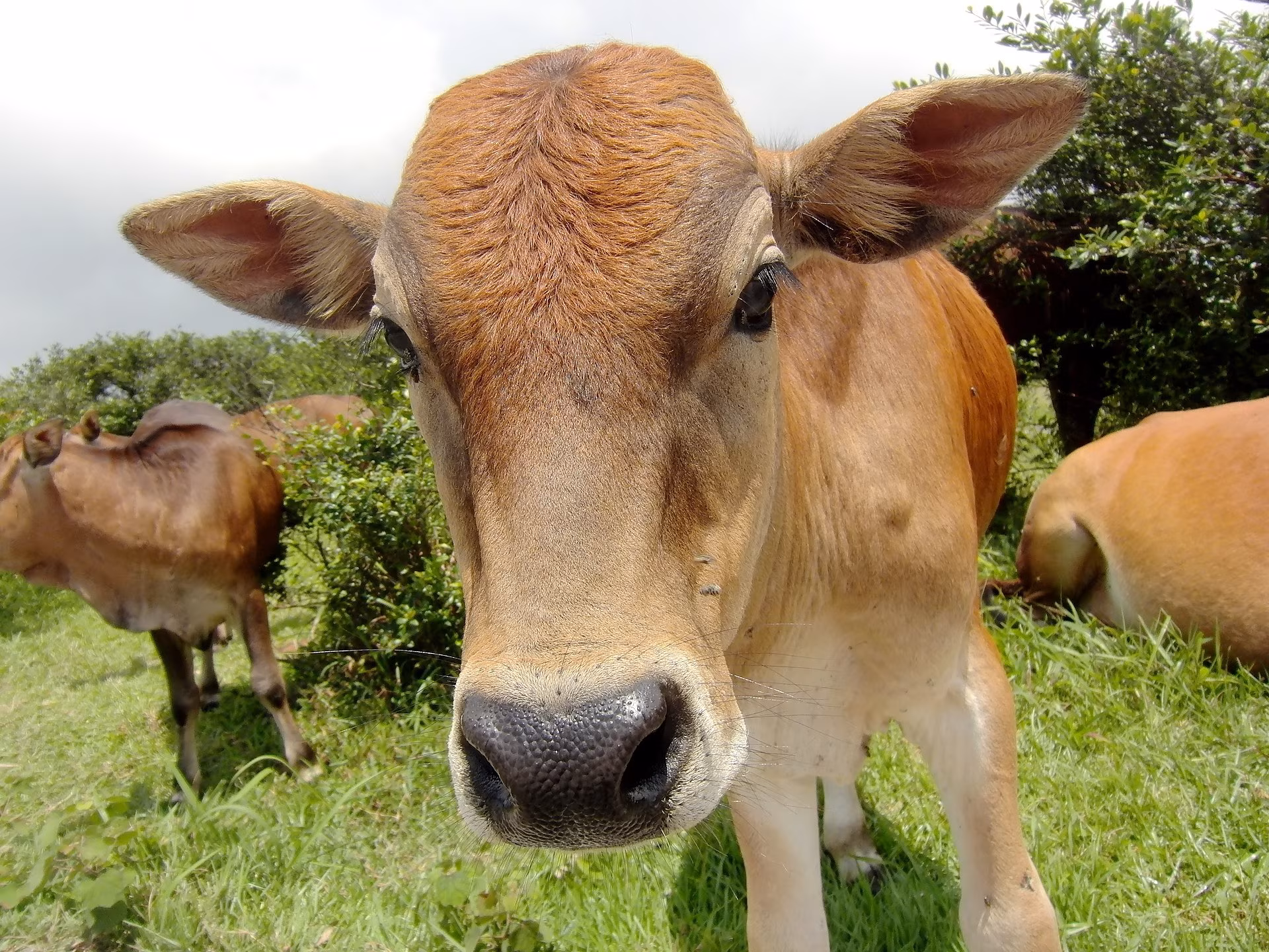 Toitumine: loomselt taimsele