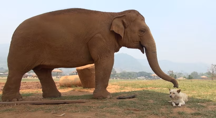 mops kiidab elevanti&hellip; jt luuletusi